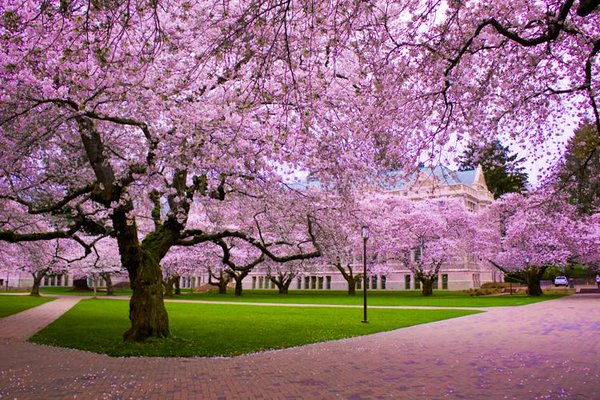 Come to Japan for the Cherry Blossom Festival 2016!